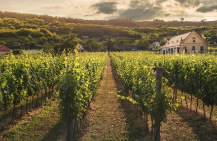 Investissement vin : Quelles solutions pour diversifier son patrimoine ?